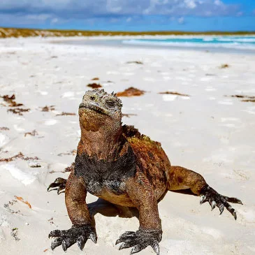 galapagos1